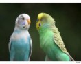 /album/periquito/peri-6-jpg/